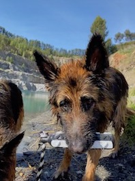  KimL Another German Shepherd with hexa-bumper 